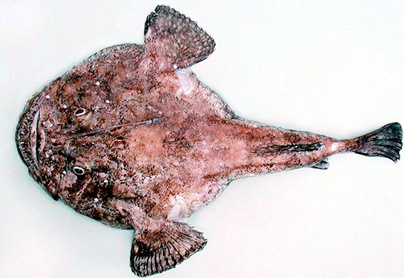 Lophius piscatorius_03.jpg